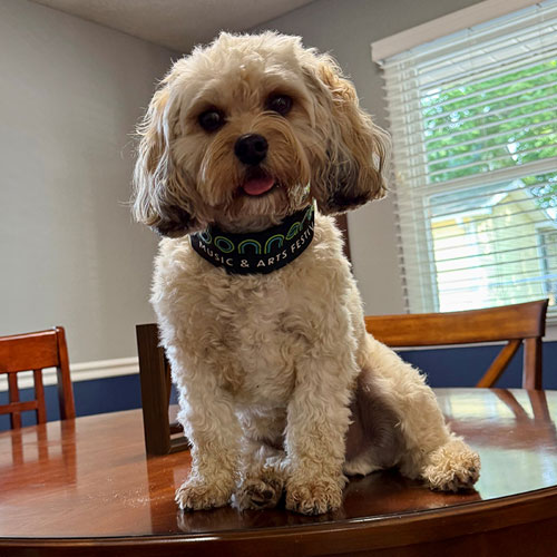 Office dog Bentley