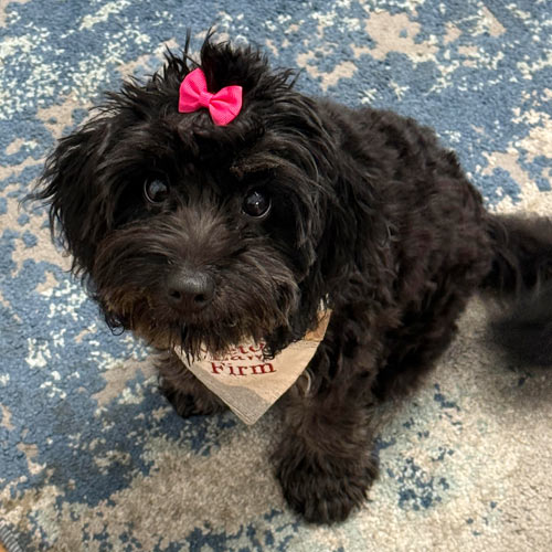 Office dog Charli