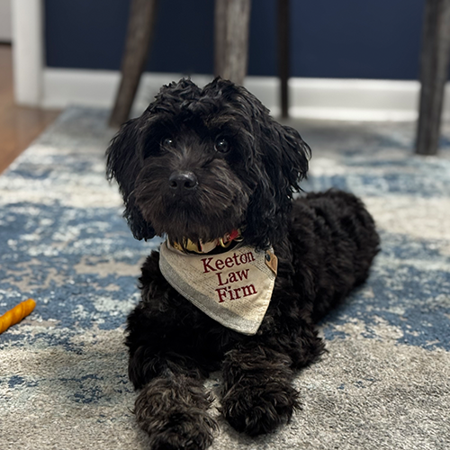 Photo of Office Dog Charli at Keeton Law Firm